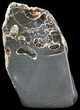 Polished Ammonite Fossil Slab - Marston Magna Marble #63831-1